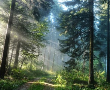 Решение безопасности для леса